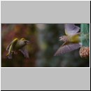 Carduelis chloris - Gruenfink m04.jpg